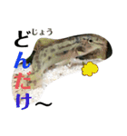 可愛いシマドジョウ7（個別スタンプ：32）