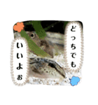 可愛いシマドジョウ7（個別スタンプ：35）