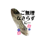 可愛いシマドジョウ7（個別スタンプ：36）