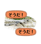 可愛いシマドジョウ7（個別スタンプ：37）