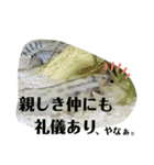 可愛いシマドジョウ7（個別スタンプ：40）