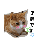 ちゃたろうチャン（個別スタンプ：1）