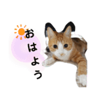 ちゃたろうチャン（個別スタンプ：2）
