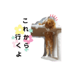 ちゃたろうチャン（個別スタンプ：3）