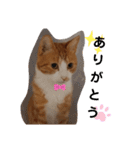 ちゃたろうチャン（個別スタンプ：4）