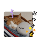 ちゃたろうチャン（個別スタンプ：6）