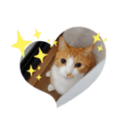 ちゃたろうチャン（個別スタンプ：10）