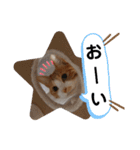 ちゃたろうチャン（個別スタンプ：13）