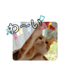 ちゃたろうチャン（個別スタンプ：14）