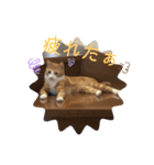 ちゃたろうチャン（個別スタンプ：15）