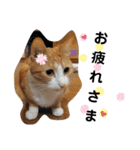 ちゃたろうチャン（個別スタンプ：16）