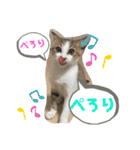 しゃるまんとりん（個別スタンプ：1）