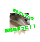 しゃるまんとりん（個別スタンプ：5）