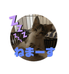 しゃるまんとりん（個別スタンプ：6）