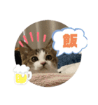 しゃるまんとりん（個別スタンプ：8）