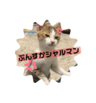 しゃるまんとりん（個別スタンプ：11）