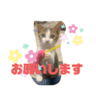 しゃるまんとりん（個別スタンプ：16）