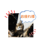 しゃるまんとりん（個別スタンプ：20）