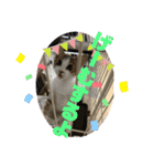しゃるまんとりん（個別スタンプ：21）