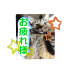 しゃるまんとりん（個別スタンプ：22）