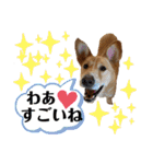 はちみつクラブ コトザック！（個別スタンプ：5）