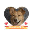 はちみつクラブ コトザック！（個別スタンプ：8）