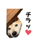 はちみつクラブ コトザック！（個別スタンプ：11）
