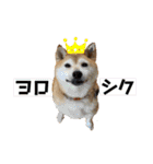 はちみつクラブ コトザック！（個別スタンプ：13）
