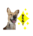 はちみつクラブ コトザック！（個別スタンプ：14）