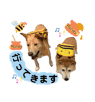 はちみつクラブ コトザック！（個別スタンプ：17）