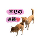 はちみつクラブ コトザック！（個別スタンプ：19）