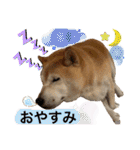 はちみつクラブ コトザック！（個別スタンプ：22）