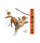 はちみつクラブ コトザック！（個別スタンプ：25）