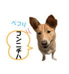 はちみつクラブ コトザック！（個別スタンプ：28）