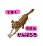 はちみつクラブ コトザック！（個別スタンプ：29）