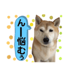 はちみつクラブ コトザック！（個別スタンプ：32）