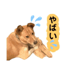はちみつクラブ コトザック！（個別スタンプ：33）