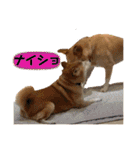 はちみつクラブ コトザック！（個別スタンプ：34）