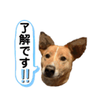 はちみつクラブ コトザック！（個別スタンプ：39）