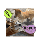 はちみつクラブ コトザック！（個別スタンプ：40）