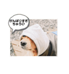 思いやりスタンプ「愛犬キセより」（個別スタンプ：1）
