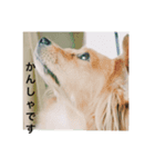 思いやりスタンプ「愛犬キセより」（個別スタンプ：2）