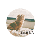 思いやりスタンプ「愛犬キセより」（個別スタンプ：3）