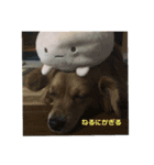 思いやりスタンプ「愛犬キセより」（個別スタンプ：4）