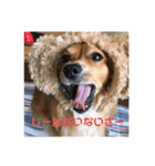 思いやりスタンプ「愛犬キセより」（個別スタンプ：5）