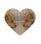 思いやりスタンプ「愛犬キセより」（個別スタンプ：6）