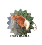思いやりスタンプ「愛犬キセより」（個別スタンプ：7）