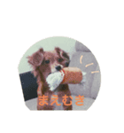 思いやりスタンプ「愛犬キセより」（個別スタンプ：8）