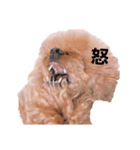 トイプーのちゃず様（個別スタンプ：12）