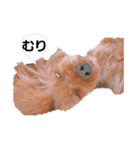 トイプーのちゃず様（個別スタンプ：22）